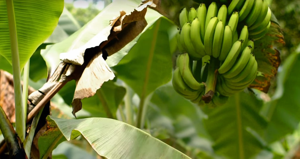 Коста-ріканскький банан